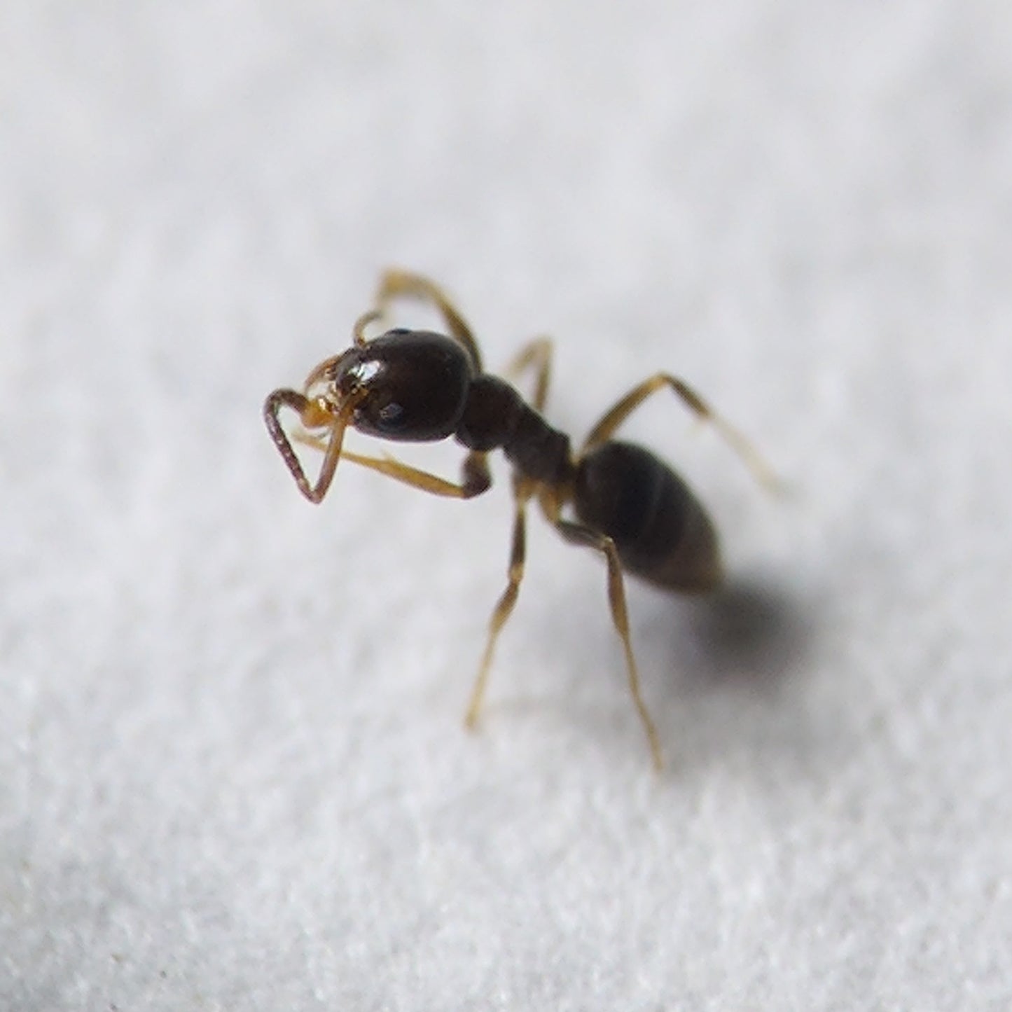 Tapinoma Sessile Colony In Test Tube