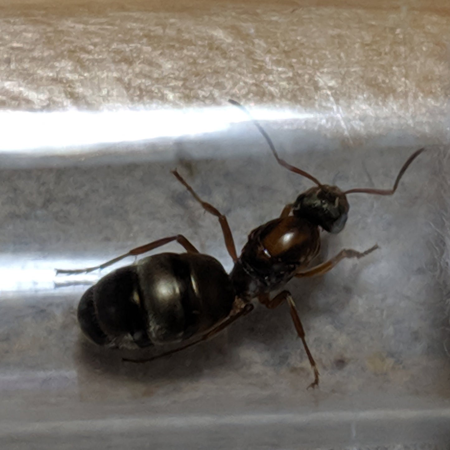 Formica Pacifica Queen In Test Tube