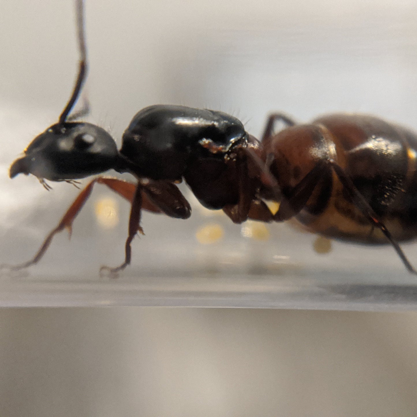 Camponotus Vicinus Queen in Test Tube