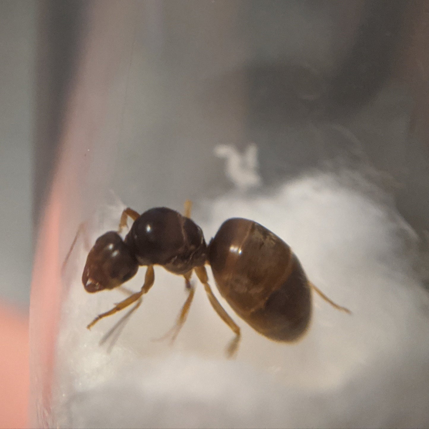 Lasius Neoniger Queen In Test Tube