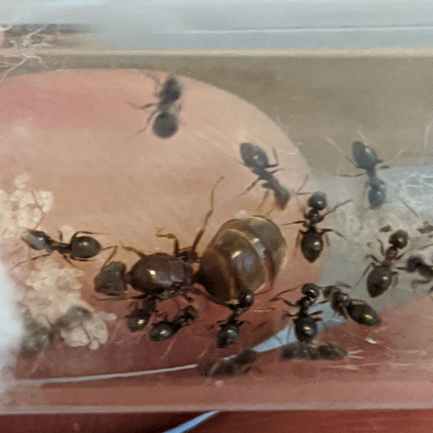 Lasius Neoniger Colony In Test Tube