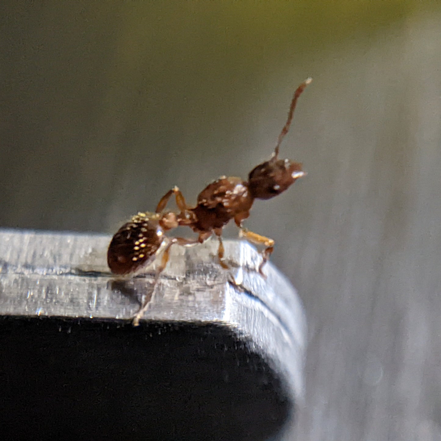 Myrmica Queen In Test Tube