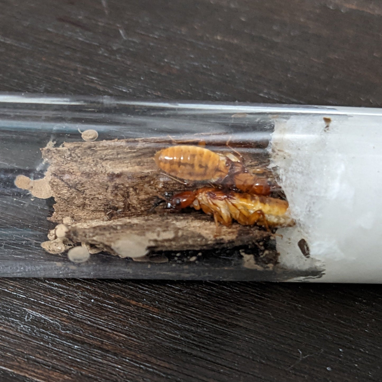 Termite Pair