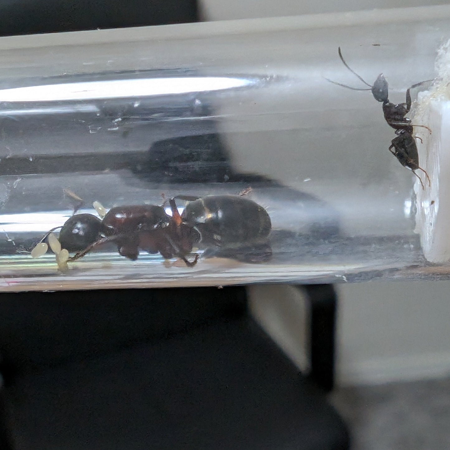 Camponotus Novaeboracensis Colony In Test Tube