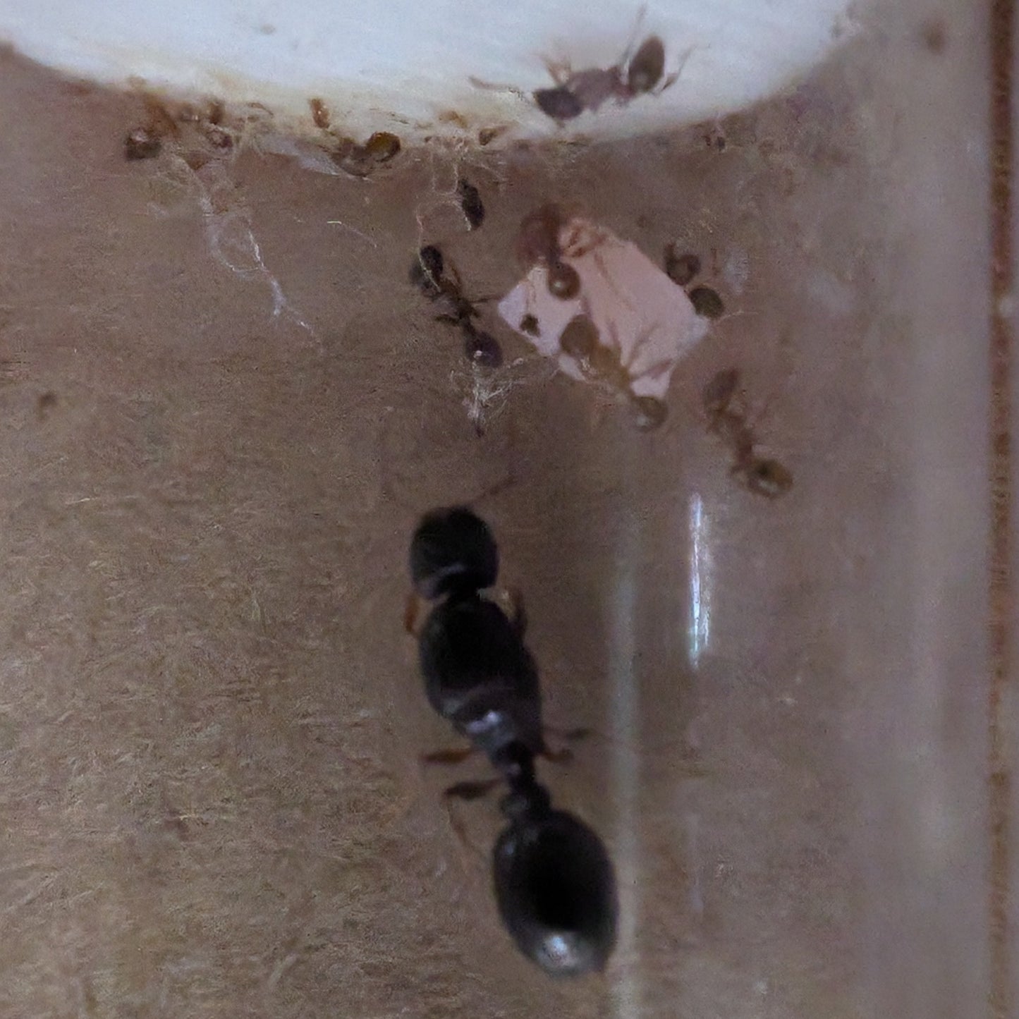 Tetramorium Immigrans Colony In Test Tube
