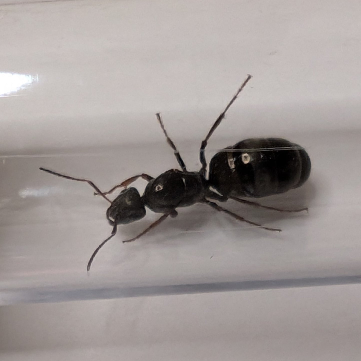 Formica Podzolica Queen In Test Tube