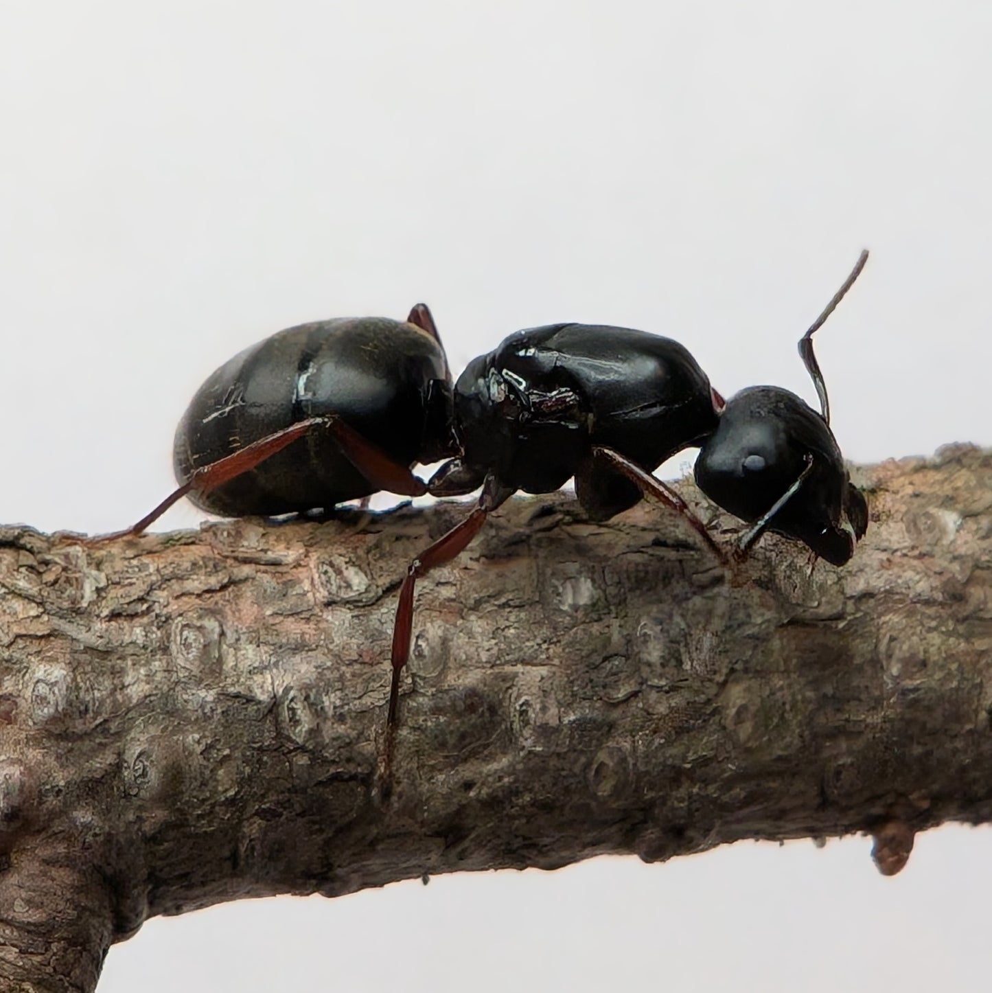Camponotus modoc Queen In Test Tube