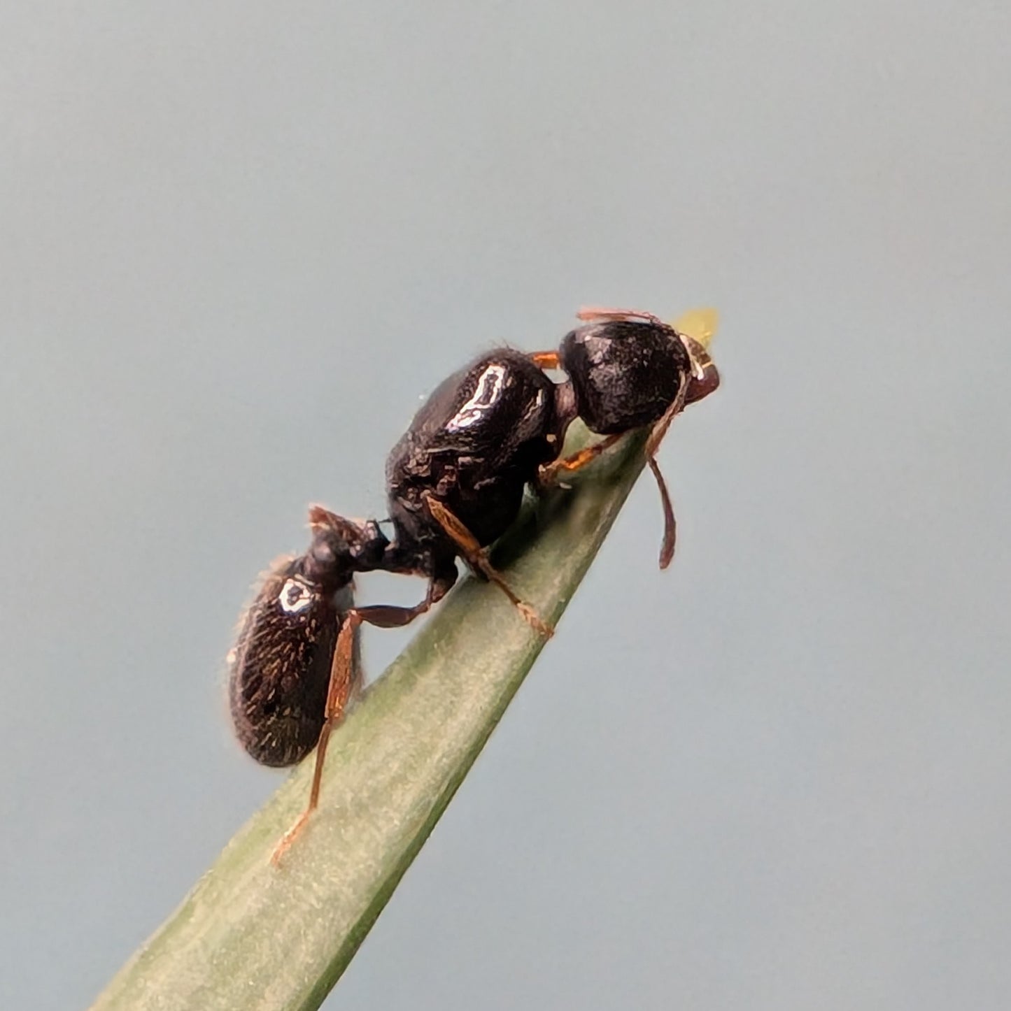 Tetramorium Immigrans Queen In Test Tube