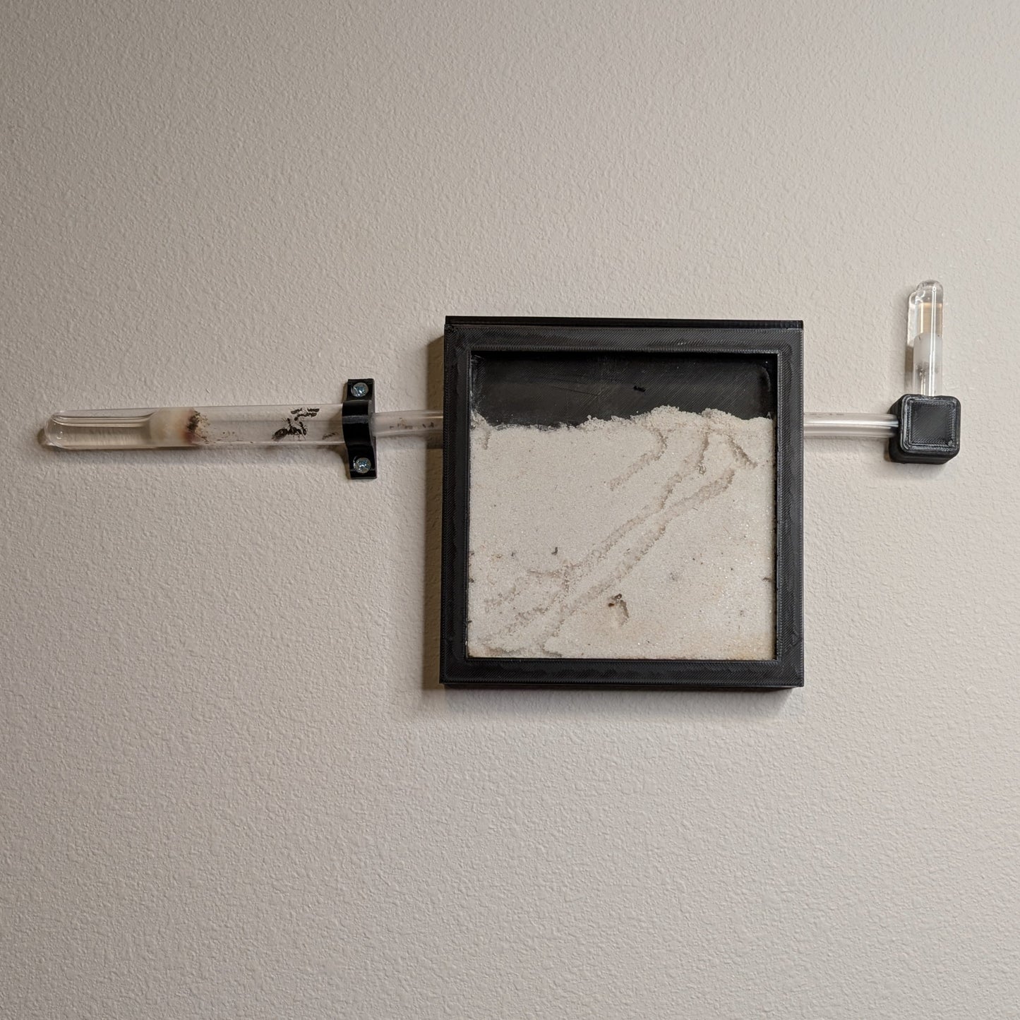 Starter Ant Kit Sky Collection