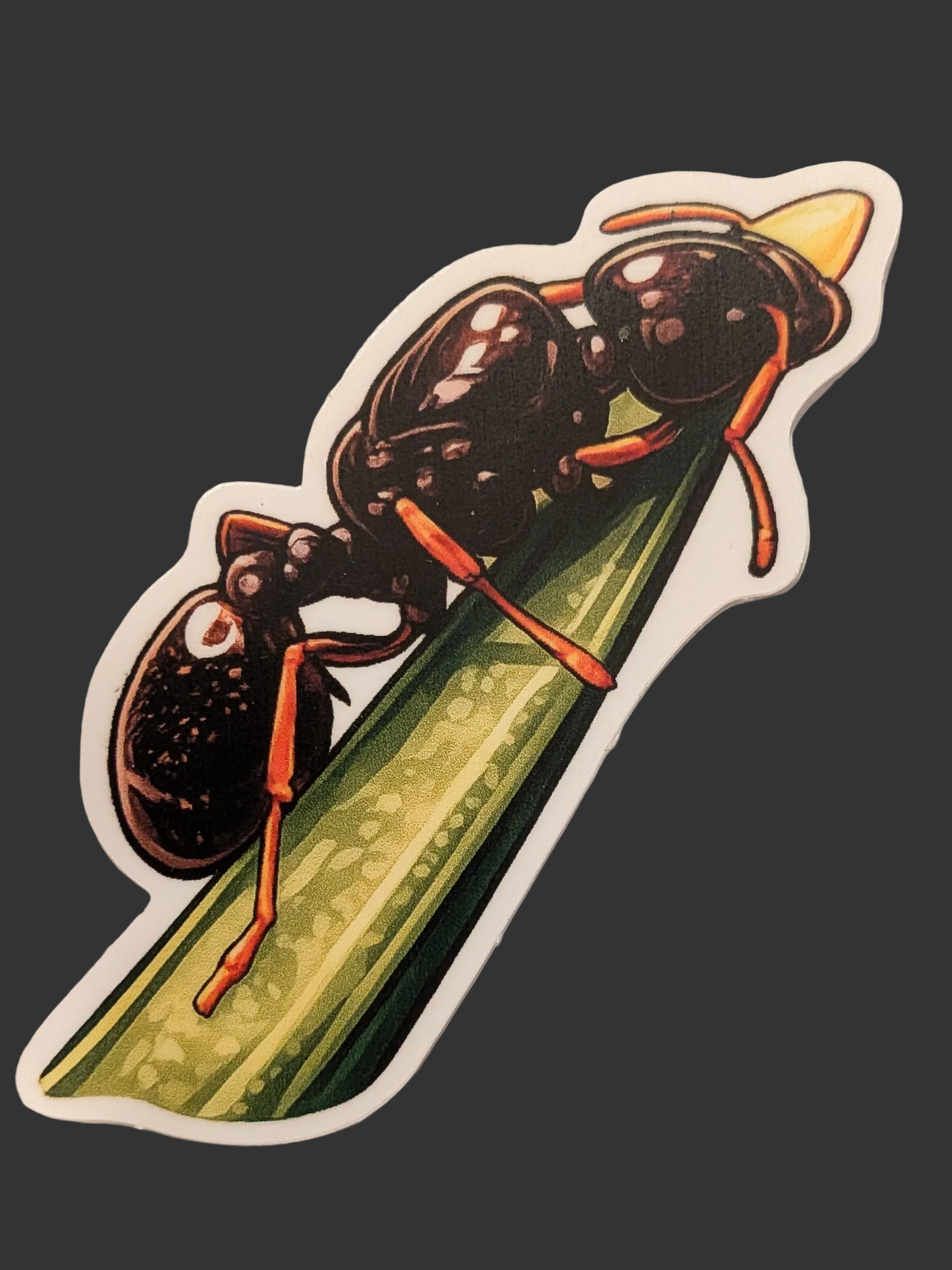 Tetramorium Queen on a blade of grass sticker