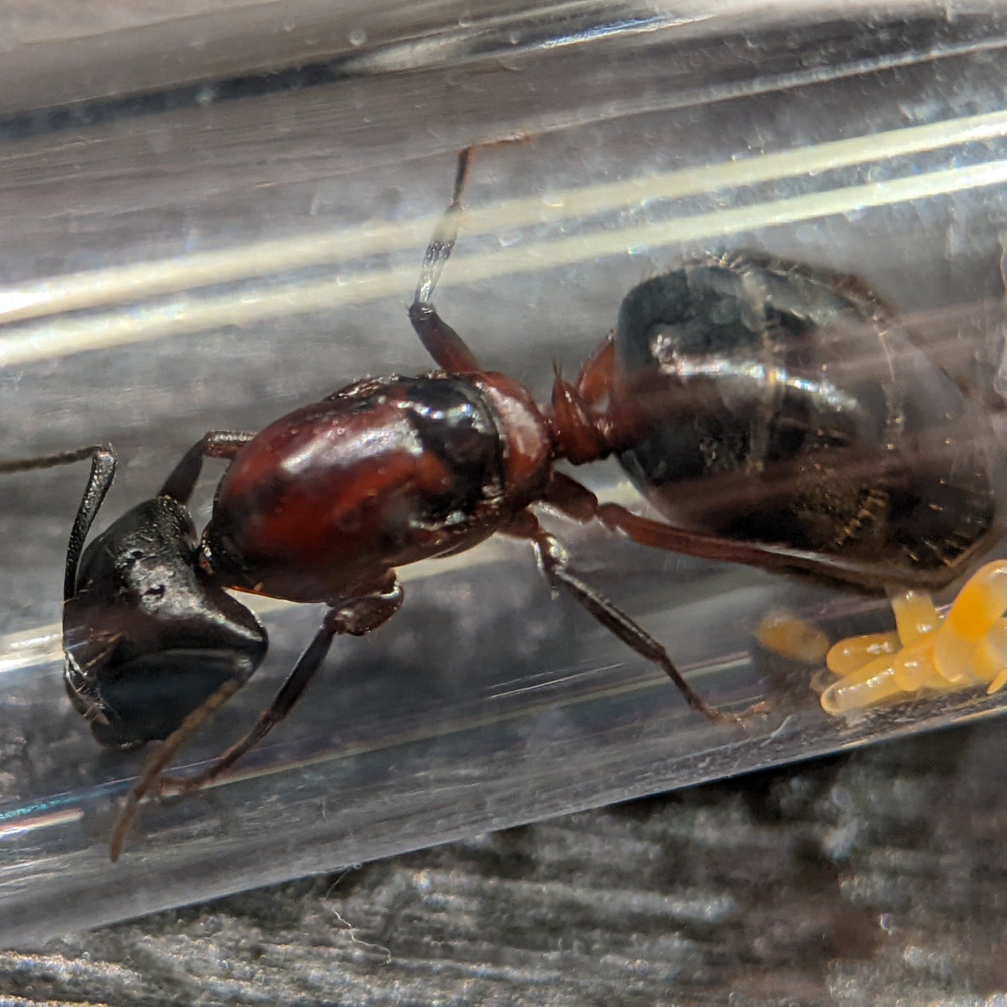 Camponotus Novaeboracensis Queen In Test Tube