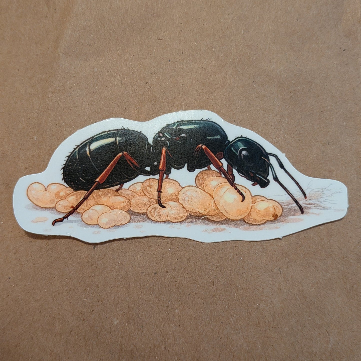 Camponotus modoc queen and brood sticker
