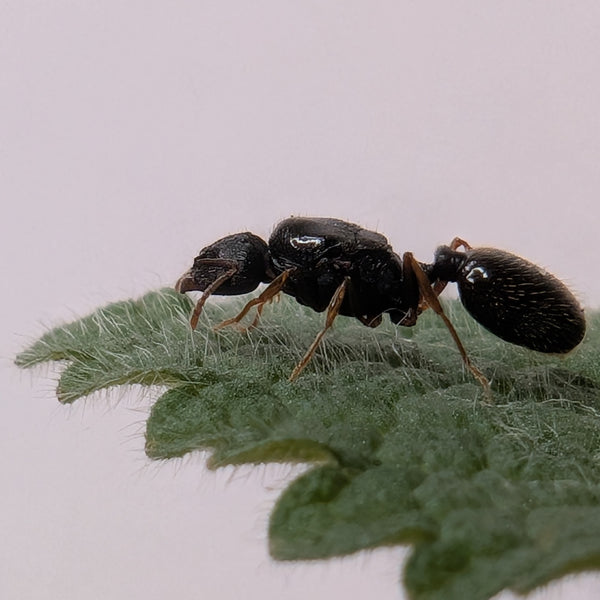 Tetramorium Immigrans Queen In Test Tube