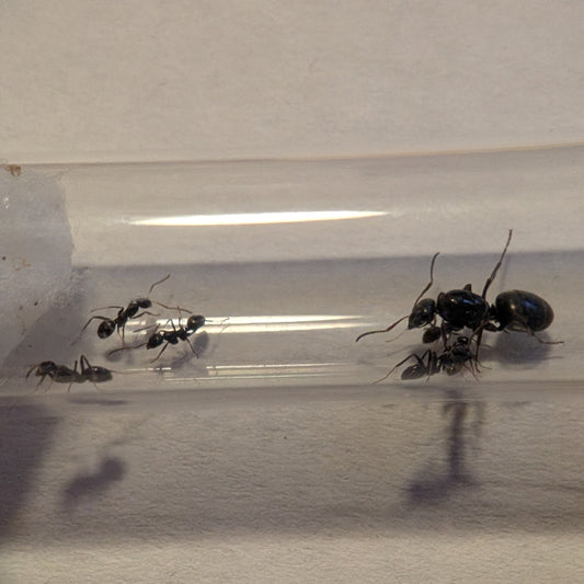 Formica Podzolica Colony In Test Tube